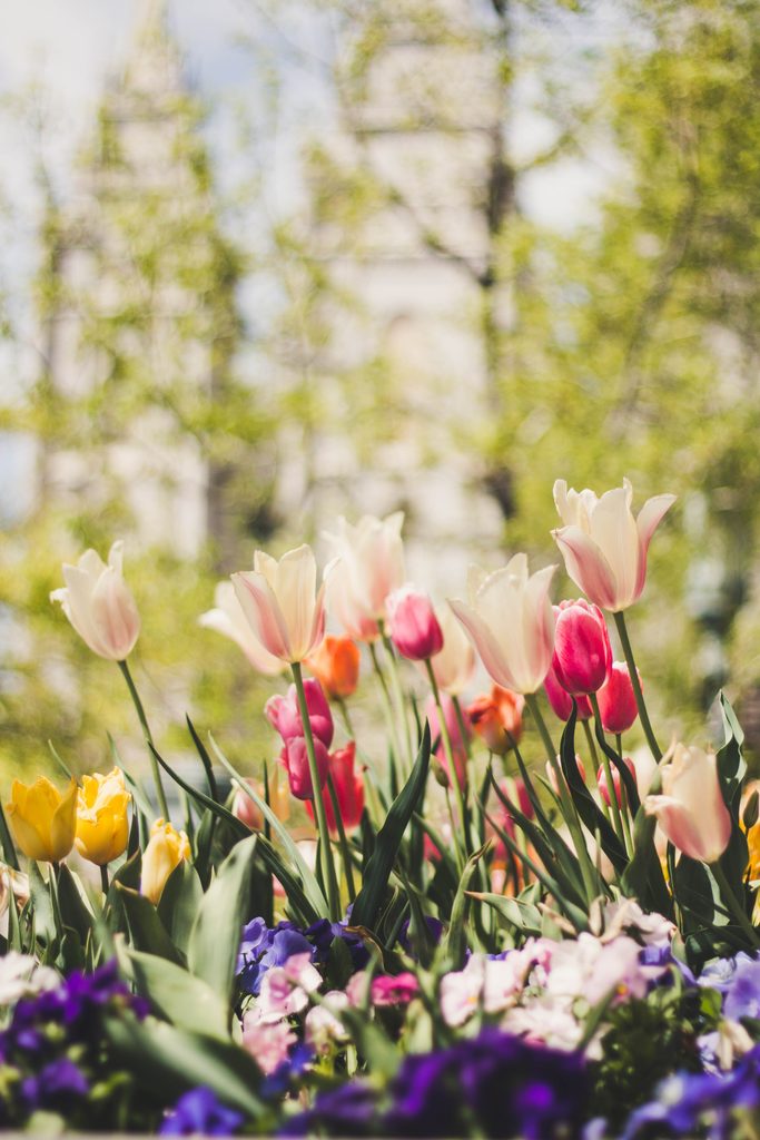 Bunte Tulpen im Frühlingslicht – blühende Natur im Donau-Ries erleben beim Aufenthalt im Landhotel Waldeck