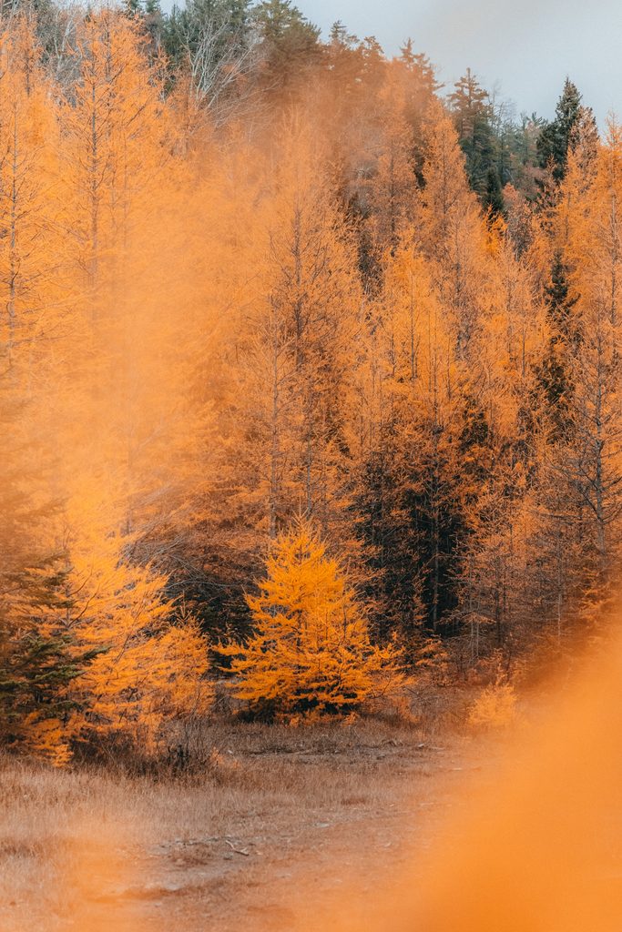 Goldene Herbstlandschaft im Donau-Ries - Wandern und Natur geniessen rund ums Landhotel Waldeck