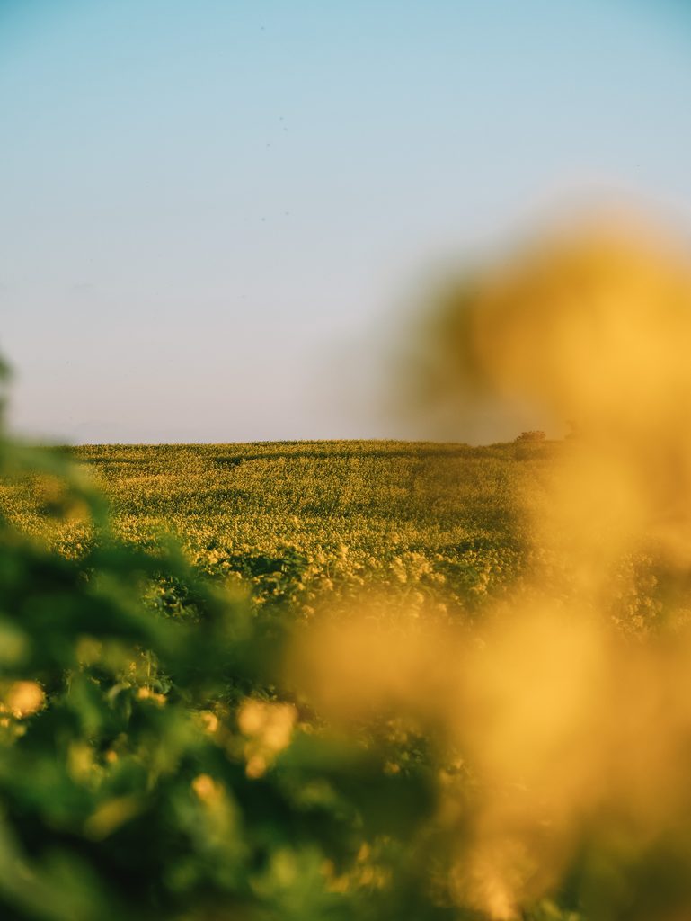 Sonnenbeschienene Sommerlandschaft mit blühenden Feldern – Naturerlebnis im Donau-Ries rund ums Landhotel Waldeck